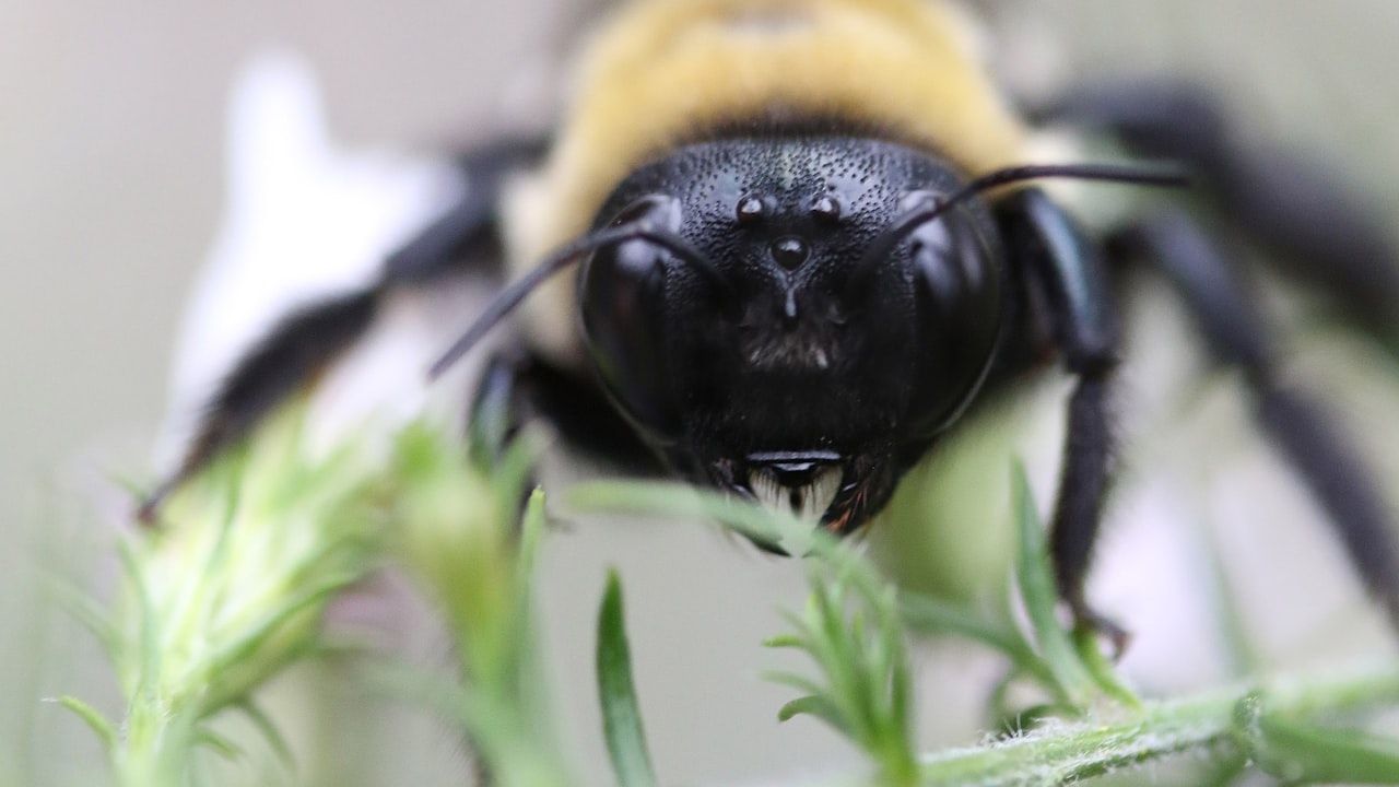 Do bug bracelets really keep bees and wasps at bay?